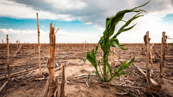 Sequía impacta fuerte en el campo: caída en la calidad de cultivos y ajustes en estimaciones de producción