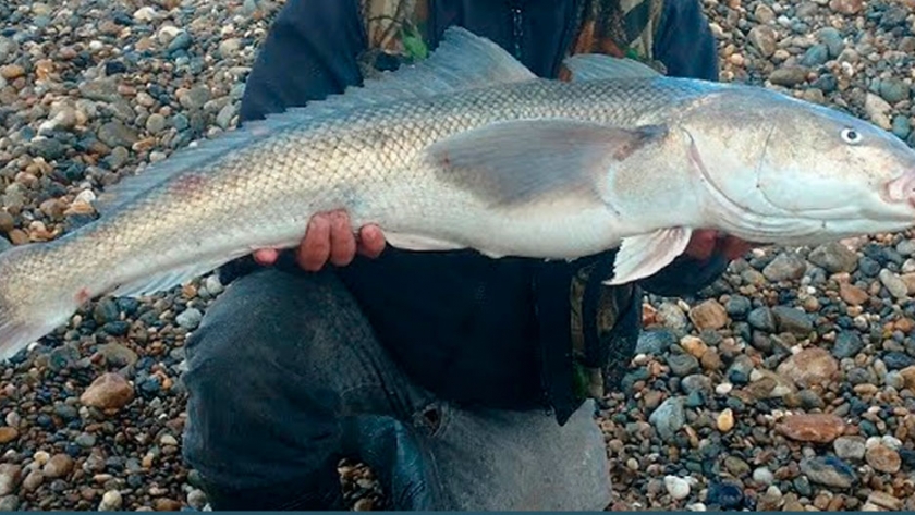 Pesca de Róbalo (Eleginops maclovinus)