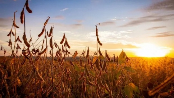 <El precio de los granos recupera algo de terreno en Rosario: qué paso con el valor de la soja, maíz y trigo