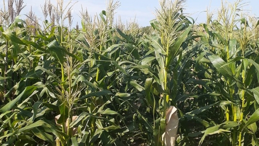 Dos nuevas variedades para la producción de choclos de calidad