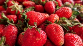 Temporada de frutillas, la estrella de las frutas que mejora la salud