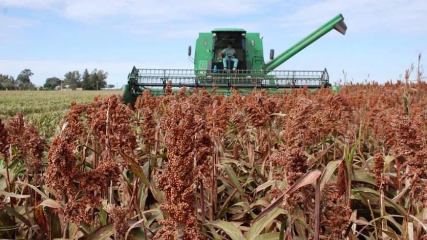 Avanza la cosecha de sorgo y los rindes son muy heterogéneos