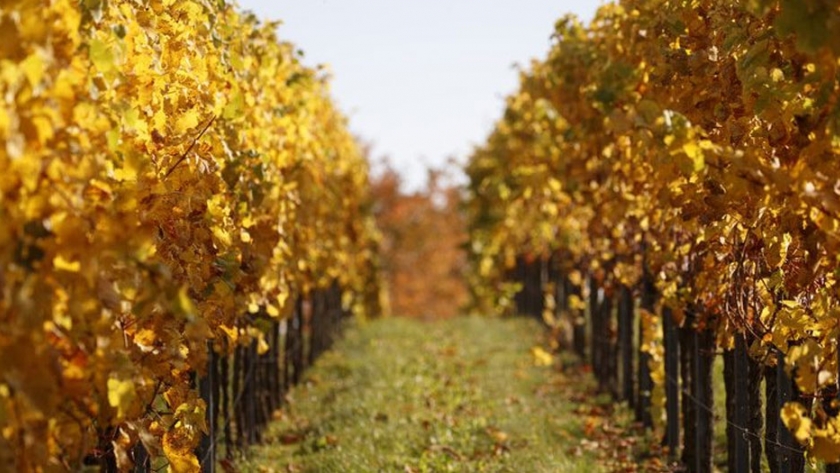 Ningún vino se queda atrás: cómo quiere Alemania adaptarse al cambio climático
