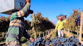La vitivinicultura entra al programa de Asistencia al Trabajo y la Producción