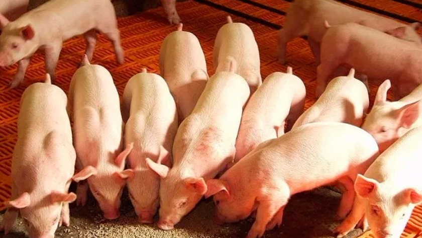 Cerdo, crece consumo y exportación