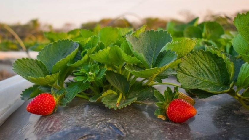 Campaña 2022: el gobierno proveerá 500 mil plantines de frutillas a pequeños y medianos productores
