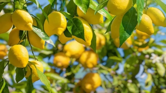 Este es el secreto para tener frutas siempre en tu casa