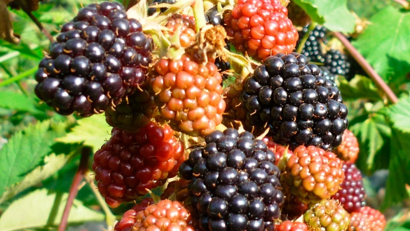 Frutos rojos con valor patagónico