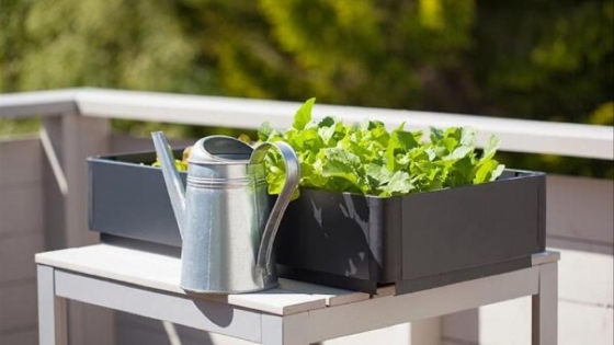 Cinco pasos para cultivar tus propias lechugas en la terraza