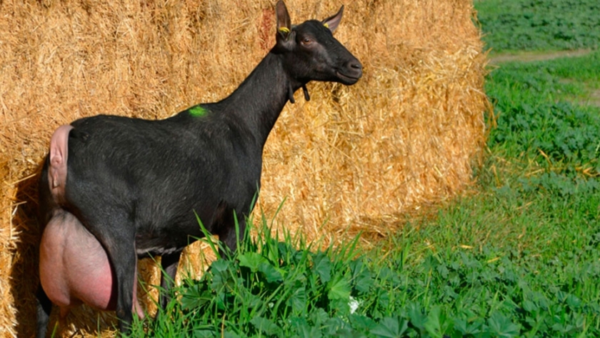 Análisis molecular de la producción de leche en cabras de la raza Murciano-Granadina