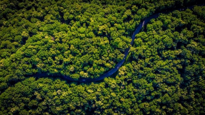 Ant Forest, el adictivo juego que planta árboles si reduces tu huella de carbono