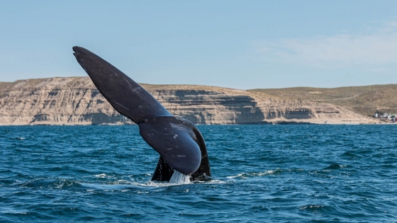 Puerto Madryn y Las Grutas se preparan para recibir visitantes