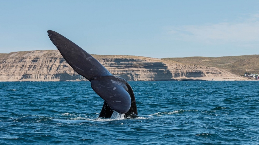Puerto Madryn y Las Grutas se preparan para recibir visitantes