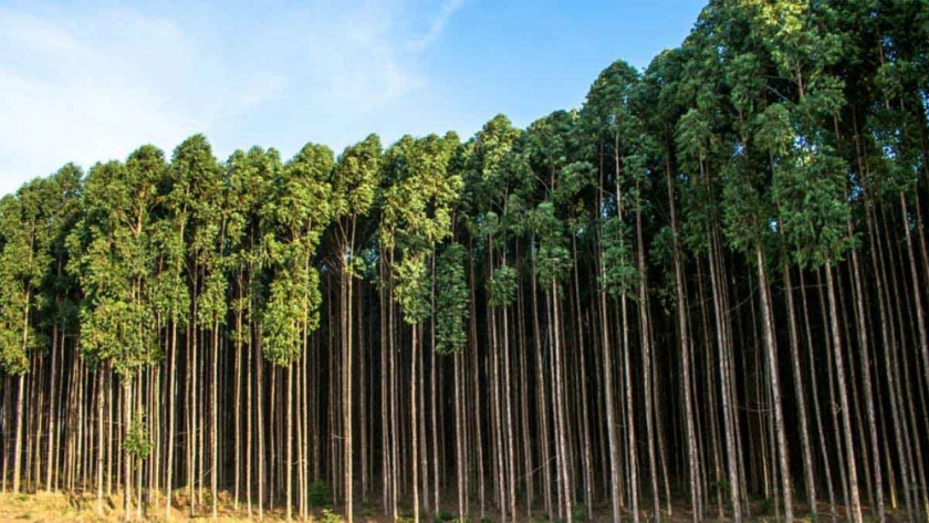 Se presentó CONFIAR, la iniciativa que busca fortalecer la cadena foresto-industrial argentina