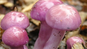 Científicas chubutenses desarrollaron aplicación para distinguir hongos comestibles en la patagonia
