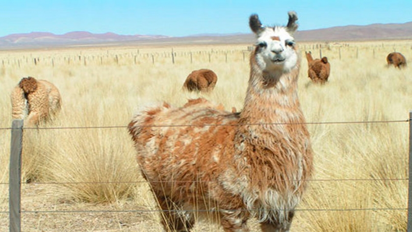 Llamas, alpacas y guanacos: problemas de comercialización de camélidos