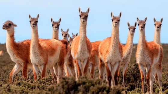 Promueven el uso sustentable de la vicuña