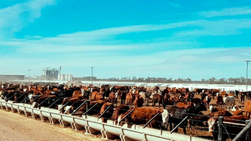 Producen carne a grano libre de antibióticos