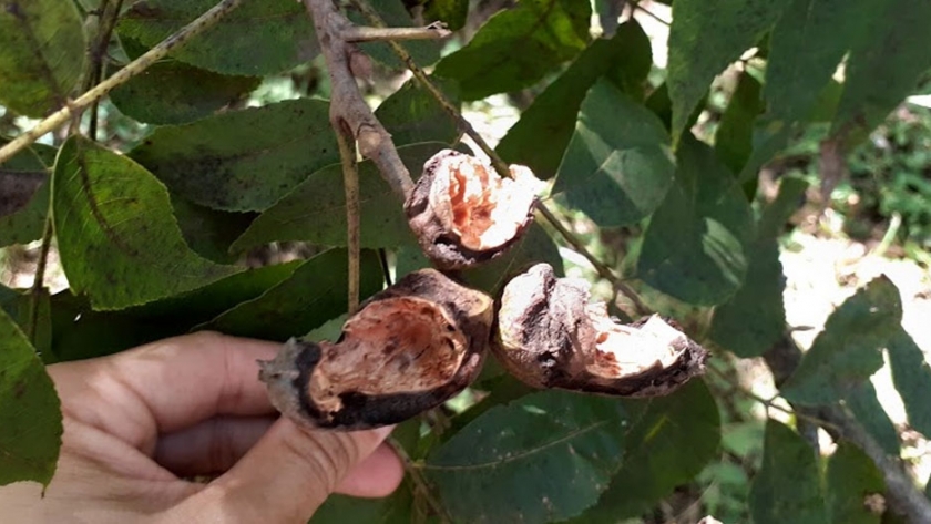 Primera aproximación a los daños por cotorras (Myiopsitta monachus) y su manejo en cultivos de pecán (Carya illinoinensis) 