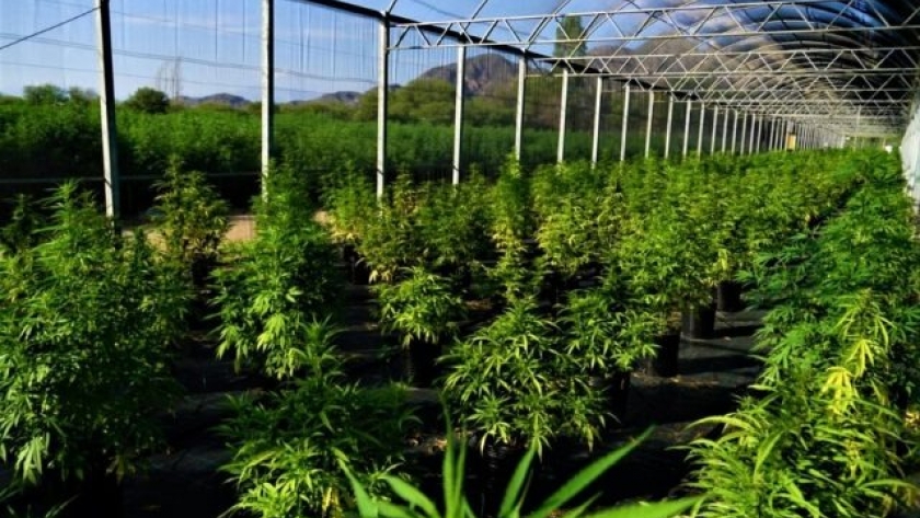 Jujuy otorgará franquicias para la producción de cannabis