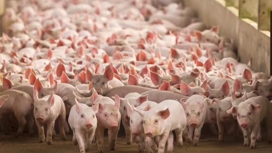 Argentina apuesta fuerte al cerdo: presentan plan porcino de US$1600 millones hacia 2032