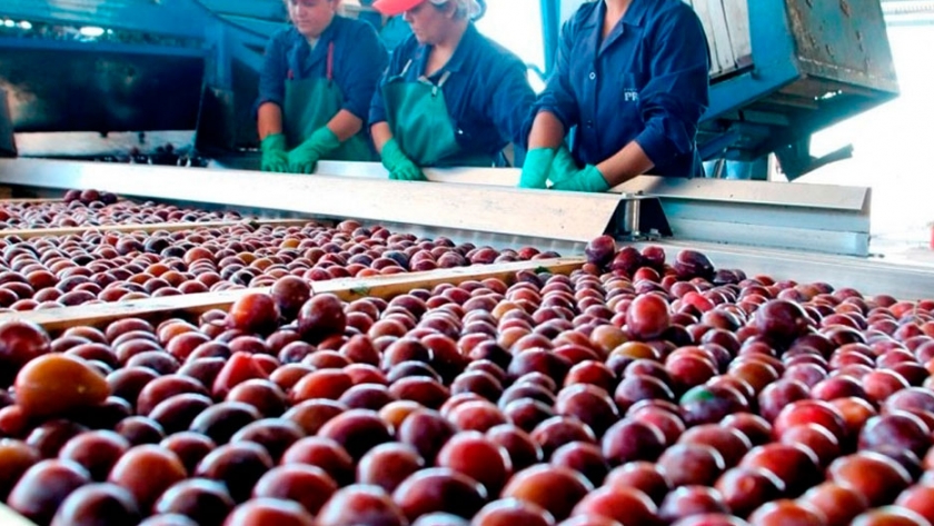 Lanzan fuerte beneficio para productores e industriales de ciruela de Mendoza