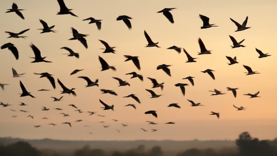 Un futuro sin alas: más de 500 especies de aves podrían extinguirse en el próximo siglo