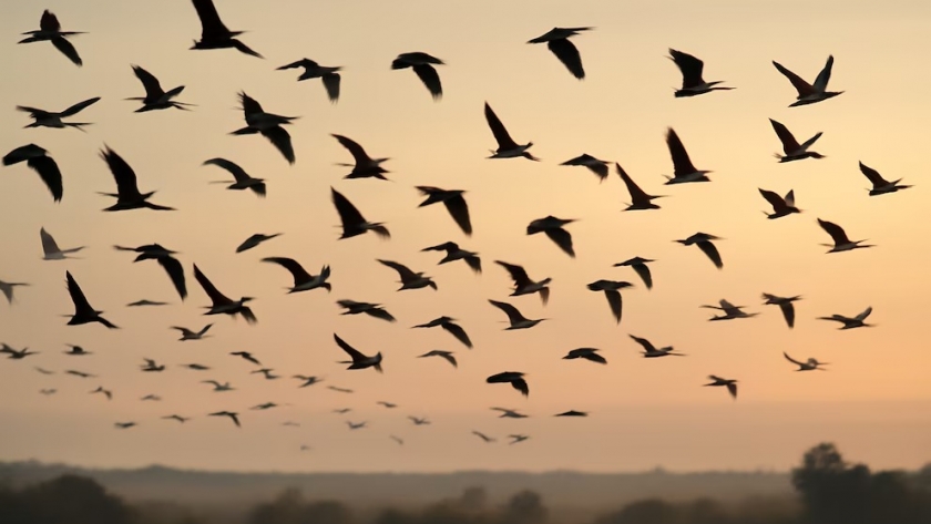 Un futuro sin alas: más de 500 especies de aves podrían extinguirse en el próximo siglo