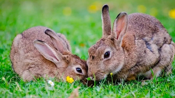 El virus RHDV2 amenaza la vida de conejos y otras mascotas en México y EE. UU