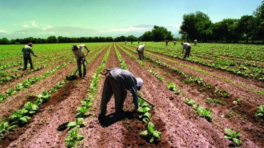 Se establecieron las remuneraciones mínimas para trabajadores rurales de Salta y Jujuy
