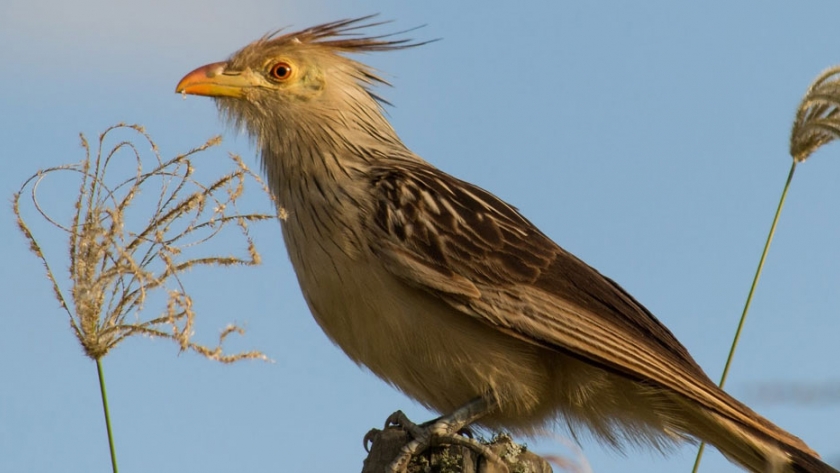 La observación de aves y su importancia en el turismo sustentable