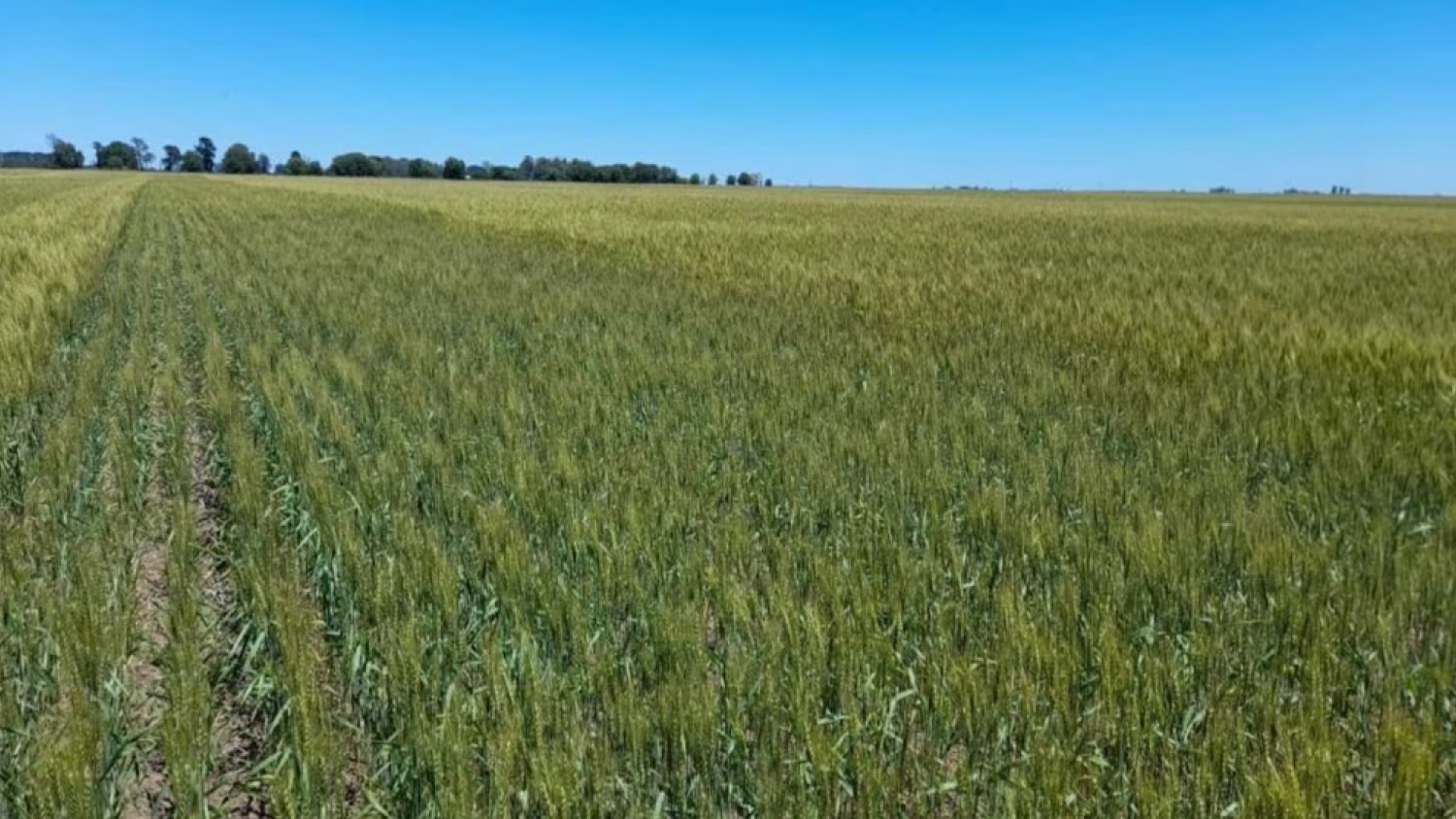 El uso de fertilizantes volvió a crecer en la Argentina y superó las 5 millones de toneladas en 2025