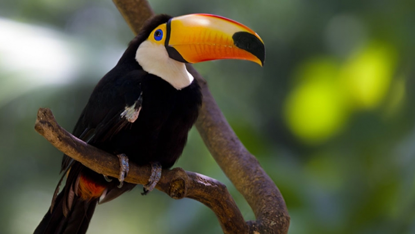El Ministerio de Ambiente se encuentran a cargo de ejemplares de Tucán grande Ramphastos toco