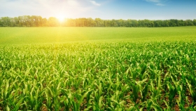 Estados Unidos: el USDA estima un recorte para el área sembrada con los principales granos