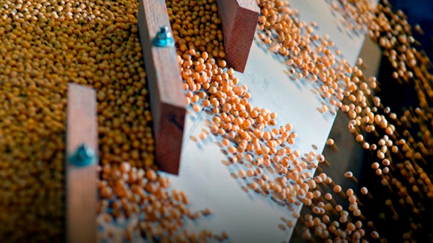 AmCham pidió avanzar con UPOV-91 para atraer inversiones al agro