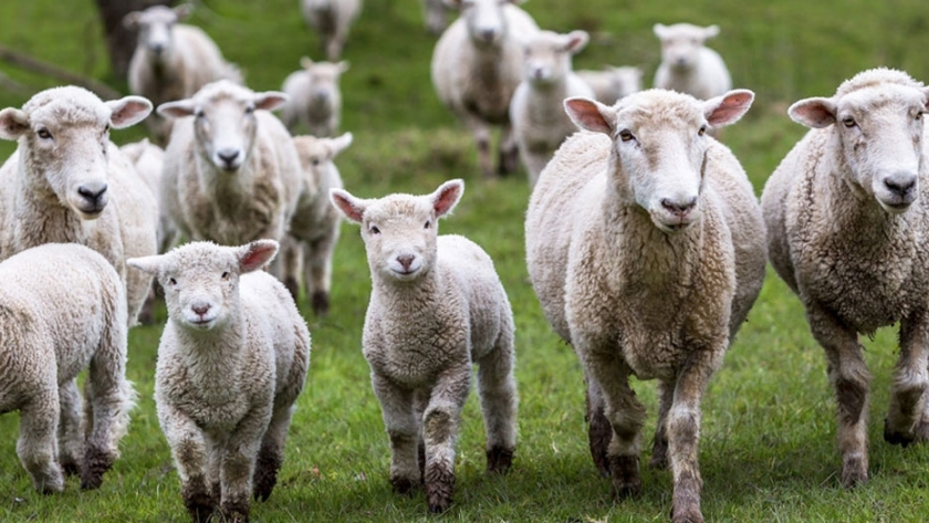 Prepararán más de 20.000 corderos para exportar a Estados Unidos