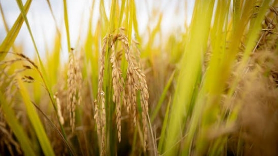 Inteligencia artificial para controlar el arroz: el INASE incorpora tecnología para verificar variedades y pureza