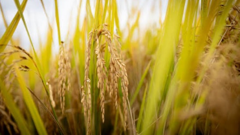 Inteligencia artificial para controlar el arroz: el INASE incorpora tecnología para verificar variedades y pureza