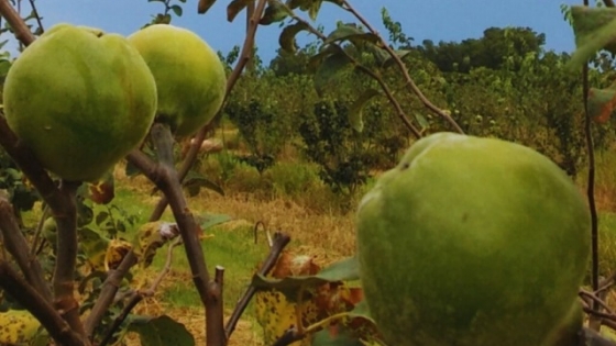 El INTA potencia el cultivo de membrillo