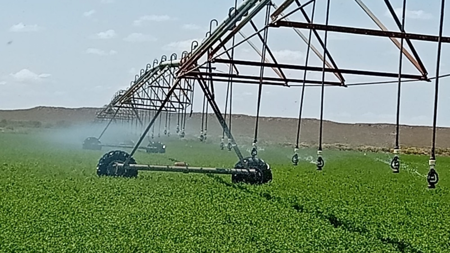 La Pampa fortalece su liderazgo en alfalfa bajo riego con rindes de alta productividad en 25 de Mayo