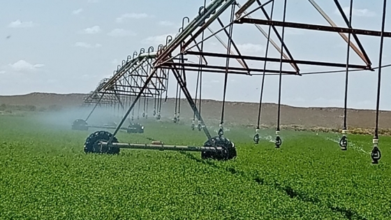 La Pampa fortalece su liderazgo en alfalfa bajo riego con rindes de alta productividad en 25 de Mayo