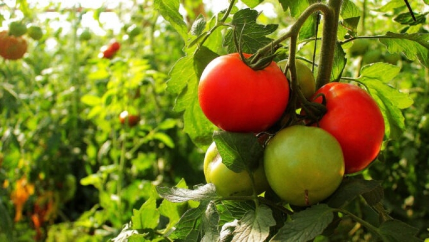 Tomate bajo cubierta: Capacitar para impulsar la producción