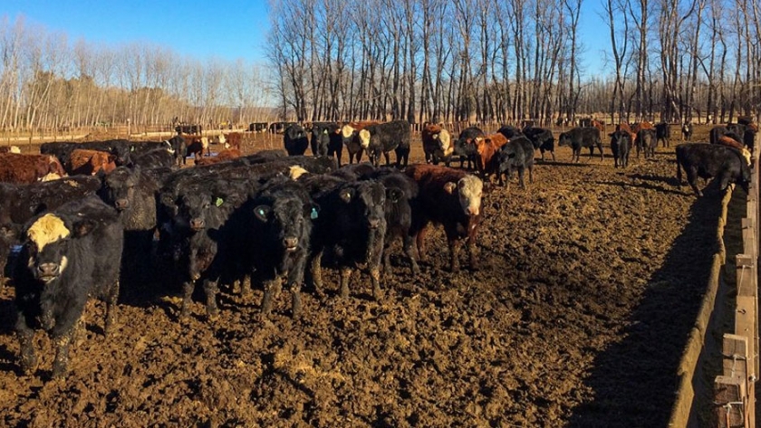 Destacan la aprobación de la Fase IV del incentivo a la producción ganadera