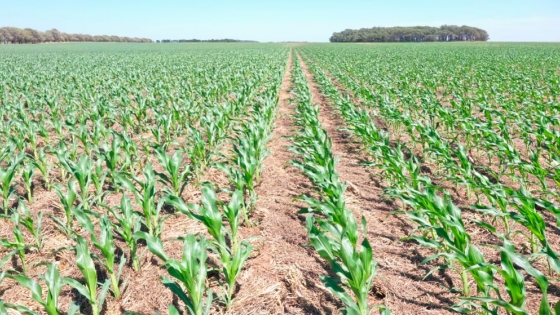 Las 5 debilidades clave que frenan el potencial agrícola de Argentina