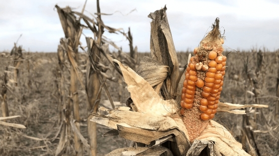 <La sequía persiste y en un partido bonaerense piden declarar “desastre agropecuario y comercial”