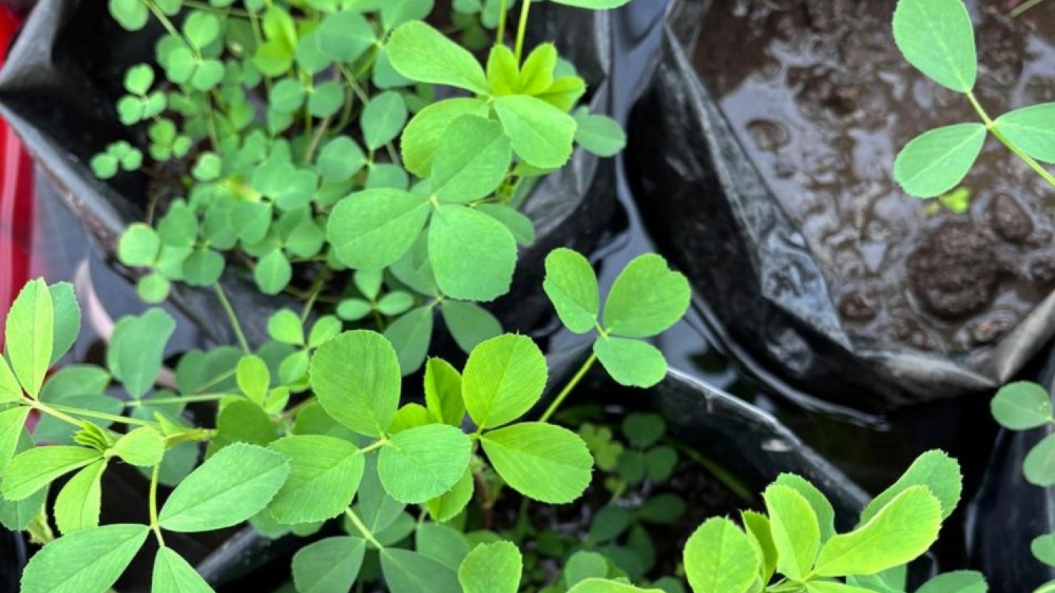Alfalfa más resistente al exceso de agua: investigadores logran aumentar hasta 60% la biomasa con mejoramiento genético