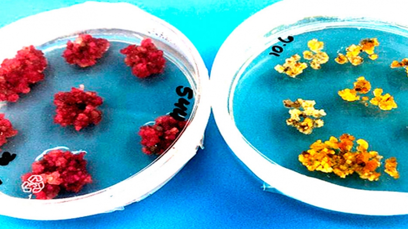 Desarrollan algodón genéticamente modificado de colores, eliminando la necesidad de colorantes sintéticos