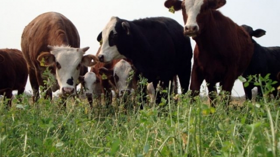 Nueva herramienta del INTA para monitorear pasturas