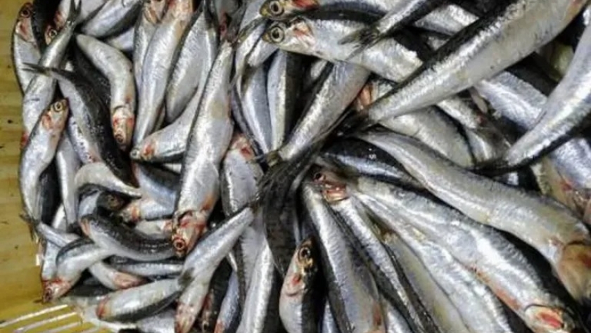 Nuevas resoluciones  para la explotación racional de cartilaginosos y captura total de anchoíta