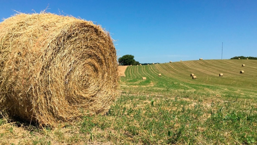 La necesidad de mejorar la elaboración de henos de alfalfa